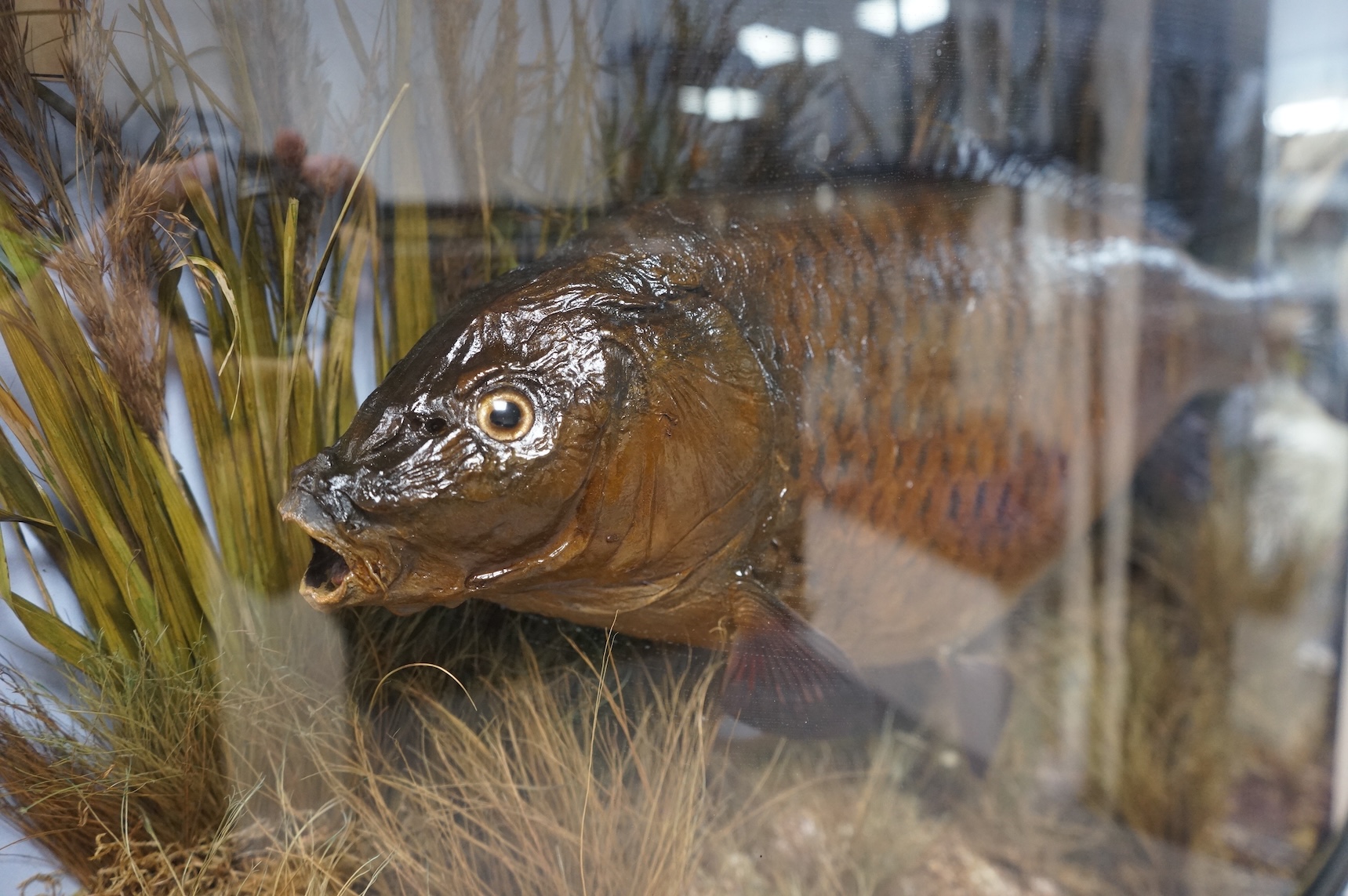 A mid 20th century taxidermy Common Carp in a bowfronted case, with handwritten paper label reading; ‘Common Carp Caught by S. Redfern, Buck’s Hole Reservoir, Hastings, June 16, 1965 Wgt. 7lbs’, dimensions; 79cm wide, 41